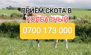 скупка кара балта: Куплю | Коровы, быки, Лошади, кони, Другие с/х животные | Круглосуточно, Любое состояние, Забитый