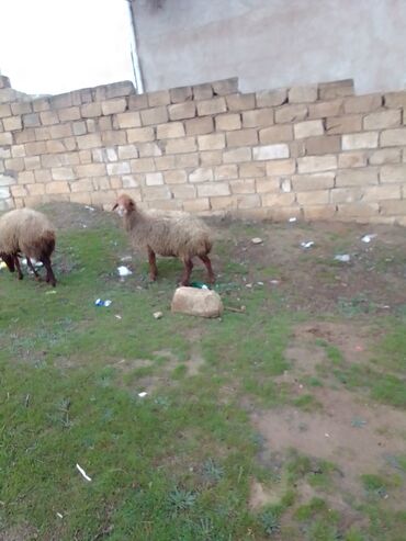 Qoyunlar, qoçlar: 3 qoyun 1 quzu satılır biri ana baladir dişi bala ilə kom 1.150 — 18