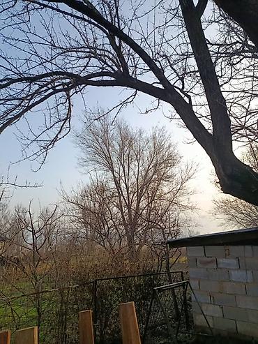 Спил деревьев, заготовка дров: Пилю деревья цена индивидуально! Пилю дровабревна 1500 - с/куб — 7