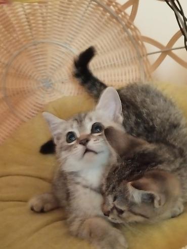 бингальские кошки: Котята тигрового окраса - Пушистые малыши с яркими полосками и — 7