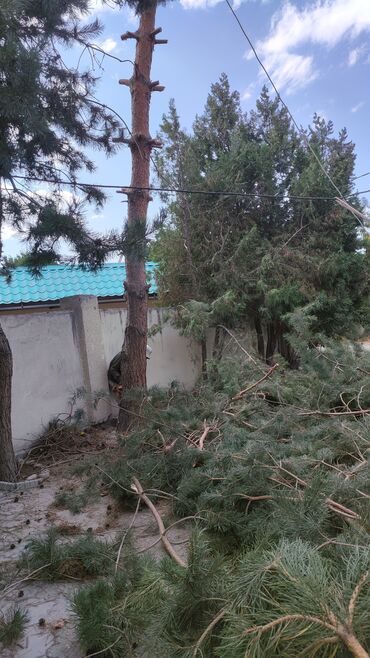 процентке акча берем бишкек: БАК КЫЙАБЫЗ🌳 🌳🌳 ЛЮБОЙ