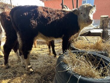 талас животные: Продаю | Bull, Calf | Hereford | For fattening, For breeding