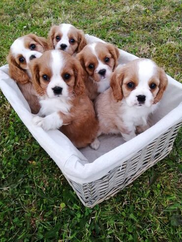 Άλλα: Κουτάβια Cavalier King Charles. Τα γοητευτικά κουτάβια Cavalier King