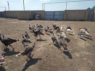 kend cucesi: Salam. Yerli hinduşqalardı. 4 aylıqdırlar. 57 ədədir bir yerdən — 2