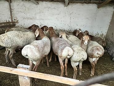 шотландский кошки: Продаю | Баран (самец) | Для разведения — 3