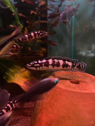 Аквариумы: Green Aqua — рыбки и растения для аквариума 🐟🌿 ▪️ Пресноводные рыбки и — 7