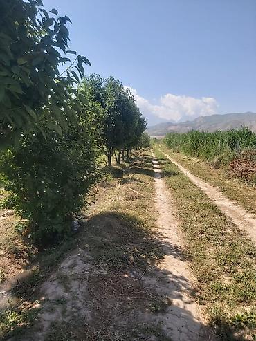 Малина: Продается участок 1 гектар!!! Из которого 60 сотых посажена малина 40 at lalafo.kg — 11 Малина: Продается участок 1 гектар!!! Из которого 60 сотых посажена малина 40 — 11