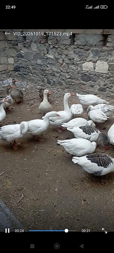 bala atlar: Ağ və boz naxışlı qaz sürüsü Salam yerli qazlar satılır vatcap nömrəsi — 4