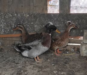 Ördəklər: Salam 1 yaşıl baş kəkilli, 1 sona kəkilli satilir cütü 40 azn 🤌🤌🤌🤌🤌 — 4