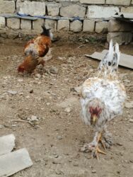 kənd colpası satışı: Brama xoruz ve fere satilir lalafo.az -da kənd colpası satışı: Brama xoruz ve fere satilir