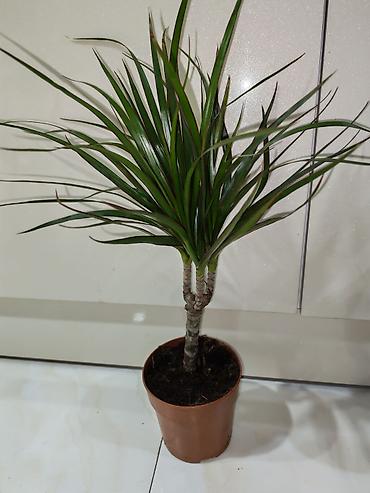 palm: Otaq bitkiləri – dekorativ saksı kolleksiyası Tərkib: - Dracaena — 6