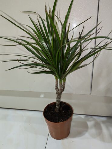 Otaq bitkiləri: Otaq dekoru üçün 4 müxtəlif qapı bitkisi paketi 1) Areka xurması — 8