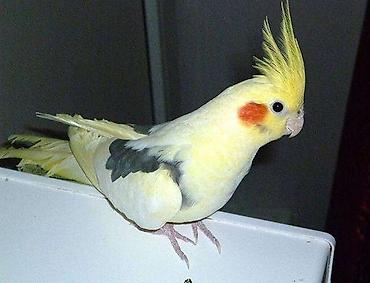 Tutuquşları: Salam. TAM SAĞLAM VİTAMİNLƏR PROFESSİONAL BİT DƏRMANİ VURULUB VƏ — 14