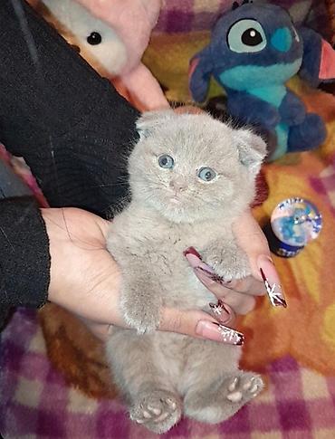 Pişiklər: Şotland, Erkək, Dişi, Yaxşı əllərə, Ünvandan götürmə, Pulsuz çatdırılma, Ödənişli çatdırılma — 11