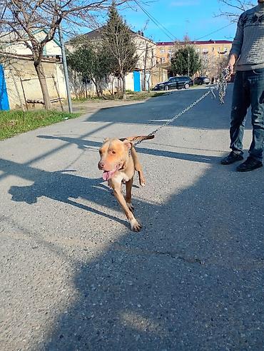 İtlər: Pitbul, 2 ay, Erkek, Ünvandan götürmə — 10
