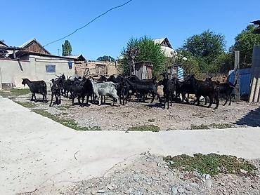 ахатинская улитка цена: Продаю | Коза (самка) | Для разведения | Племенные — 1