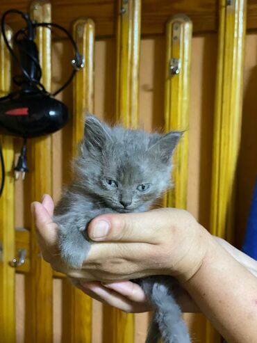 британец золотая шиншилла цена: Кошка даром: Беспородная, 1 месяц, Девочка, Проглистована