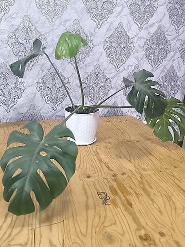 Бөлмө өсүмдүктөрү: Монстера делициоза (Monstera deliciosa) в горшке - Крупные — 2