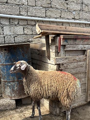 etlik: Quzu, Erkək, ay: 8, 35 kq, Ətlik, Ünvandan götürmə — 3