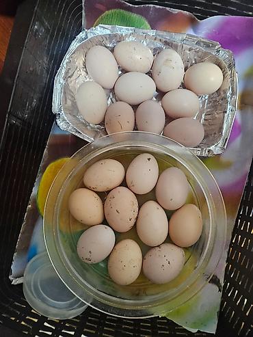 Quşlar: Avstralop yumurtasi temiz qan novxanili huseynin toyuqlarindandi — 1
