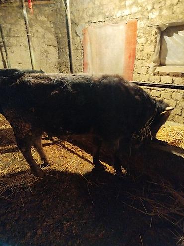 Коровы, быки: Продаю | Бык (самец) | На откорм | Привязанные — 6