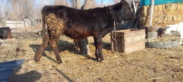 Коровы, быки: Продаю | Тёлка, Музоо, торпок | Абердин-ангус | На откорм | Искусственник — 3