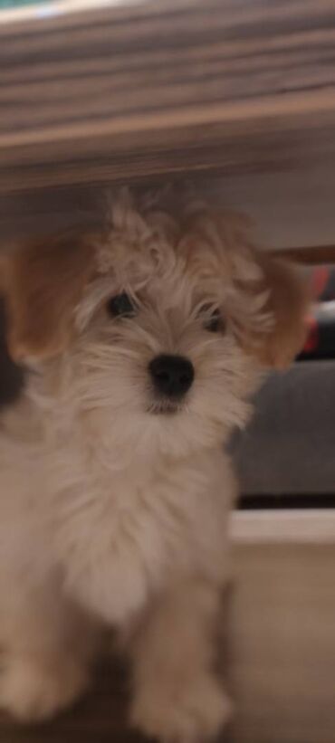 Psi: Na prodaju štene mužijaka havanskog bišona, izložbenog potencijala na lalafo.rs — 7 Psi: Na prodaju štene mužijaka havanskog bišona, izložbenog potencijala — 7