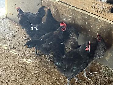 brama toyuqları: Avstraloq xoruzları 4-5 aylıq arasıdı 1 ədədi 30 azn 2 den artıq — 4