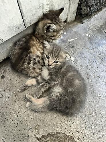 котёнок девочка: Кошка даром: Беспородная, 2 месяца, Девочка — 1