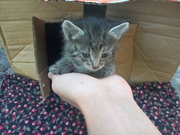 лысая кошка: 1 месяц, Девочка, Приучена к лотку