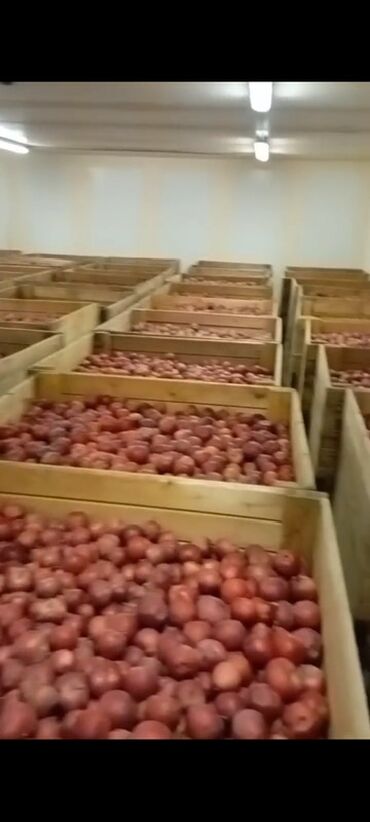 Яблоки: Яблоки — 12