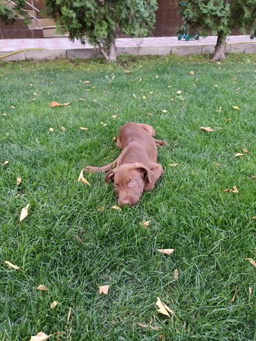 куплю щенка питбуля: Кубинский питбуль месячный щенок