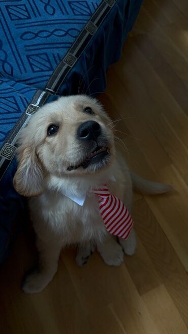 İtlər: Retriever, 3 ay, Erkek, Peyvəndli