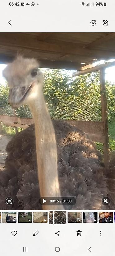 heyvan sahiblənmə: Məhsul: Afrika Dəvəquşu və Emu dəvəquşu Salam Afrika Dəvəquşu boyu — 4