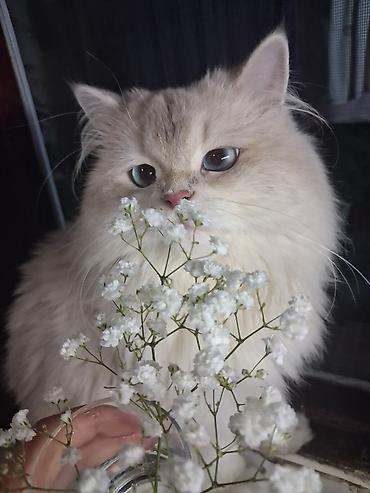 kanqal balasi: Cutleşdirilir 3gün 100m silver şinşilla satılmır! — 2