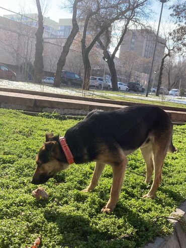Собаки: В сквере возле Дворца Спорта уже больше месяца живет вот такой