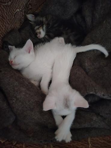 Pişiklər: Türk anqora, Erkək, Dişi, Yaxşı əllərə, Pulsuz çatdırılma — 7