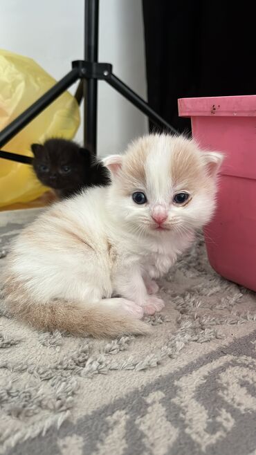 кролики декоративные купить: Кошка даром: Скотиш Страйт (Шотландская прямоухая), 1 месяц, Мальчик, Метис, Приучена к лотку, Проглистована