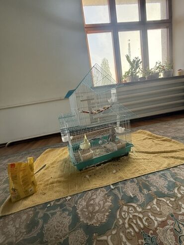 волнистые попугаи: Кореллы (нимфы) с полной клеткой и аксессуарами - Пара корелл: серый