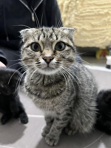 манчикин кот: Скотиш Фолд (Шотландская вислоухая), 1 год, Девочка, Серый, Приучена к лотку — 1