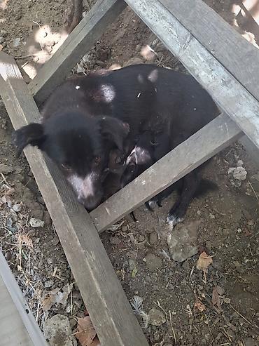 İtlər: 1 ay, Ünvandan götürmə — 2