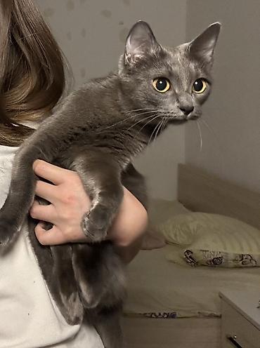 в добрые руки кошки: Кошка даром: Беспородная, 1 год, Девочка, Приучена к лотку — 2