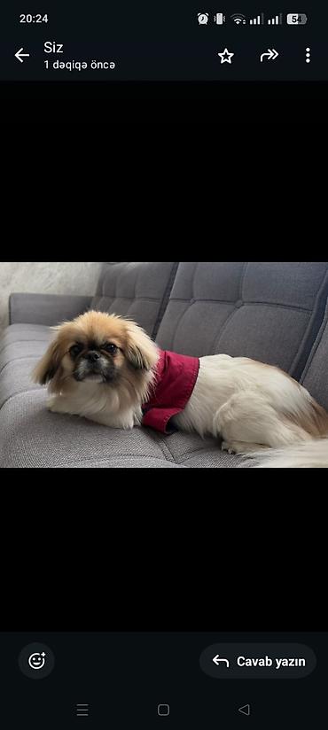 ağ itlər: Pekines, 1 il, Dişi, Ünvandan götürmə — 1
