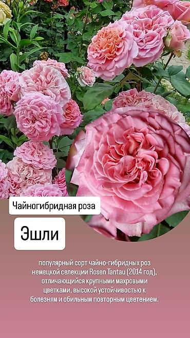 Саженцы Платная доставка