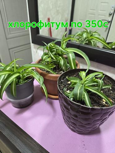Комнатные растения в горшках: - Хлорофитум — по 350 с за растение
