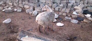 Qoyunlar, qoçlar: Dişi, il: 5, 55 kq, Ətlik, Ünvandan götürmə — 2