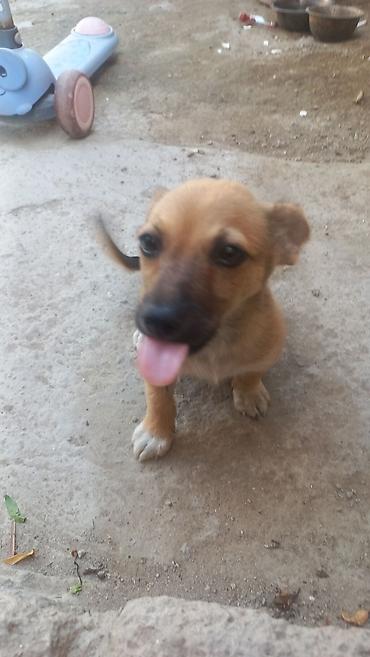 balaca it cinsləri: 1 ay — 2
