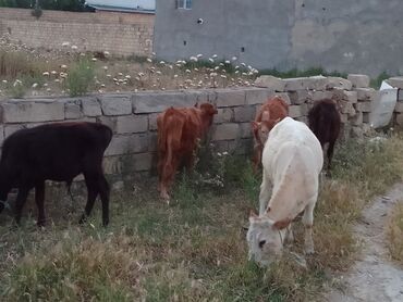 smental buzov: Dana, buzov, Erkək, Simental, ay: 4, 55 kq, Damazlıq, Pulsuz çatdırılma