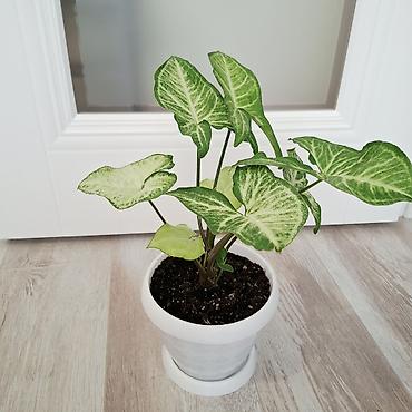 сингониум манго алюжн: Сингониум вариегатный (Syngonium podophyllum). Декоративно-лиственное — 1