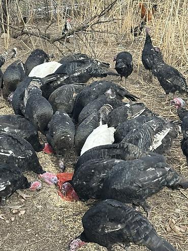 Индюки: Продаю | Индюшка (самка), Индюк (самец) | Для разведения | Племенные — 6